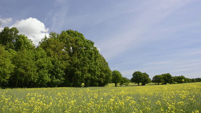 WS View of Trees in Rape field / Putbus, Rugen/Mecklenburg，德国视频素材