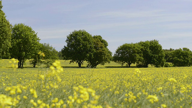 WS View of Trees in Rape field / Putbus, Rugen/Mecklenburg，德国视频素材