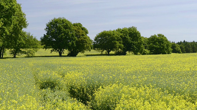 WS View of Trees in Rape field / Putbus, Rugen/Mecklenburg，德国视频素材