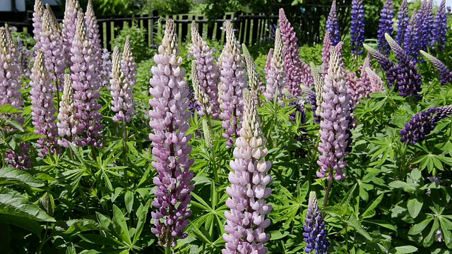 在花园/ Grob Zicker，鲁根/梅克伦堡，德国开花的羽扇豆花(Lupine flower, Lupinus)的MS照片视频素材