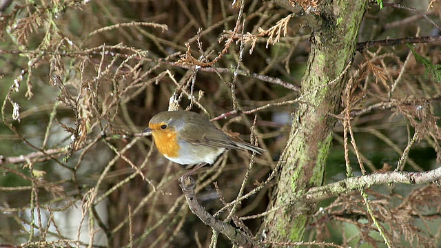 MS拍摄于欧洲罗宾，rubecula erithacus / Vieux Pont，诺曼底，法国视频素材