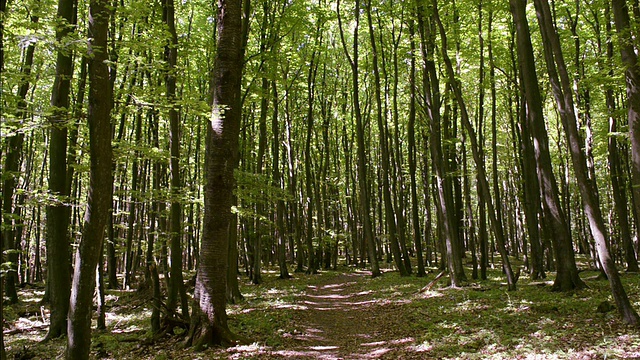 在Jasmund国家公园的山毛榉(Fagus)，联合国教科文组织世界遗产地/ Sassnitz，鲁根/梅克伦堡-西波美拉尼亚，德国视频素材