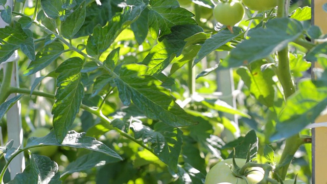 种植西红柿视频下载