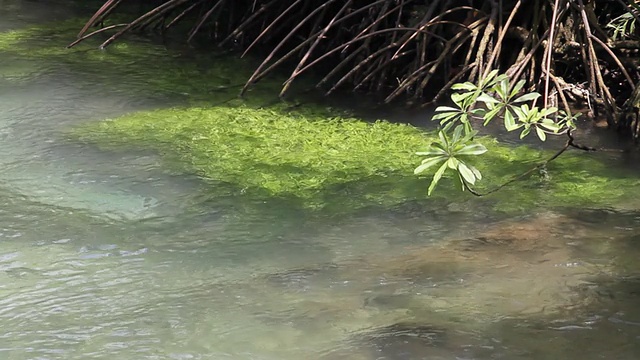 泰国甲米运河里的海草。视频素材