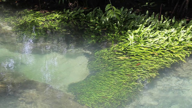 泰国甲米运河里的海草。视频素材