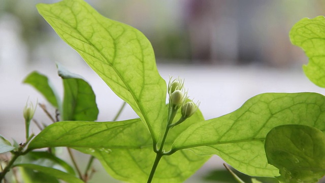 茉莉花蕾。视频素材