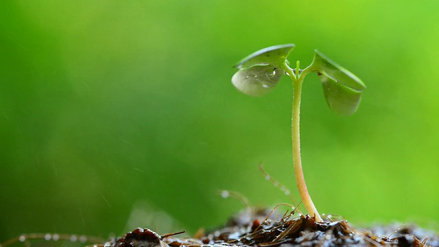 绿芽浇水视频素材