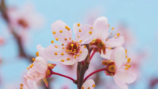 野生梅花视频素材