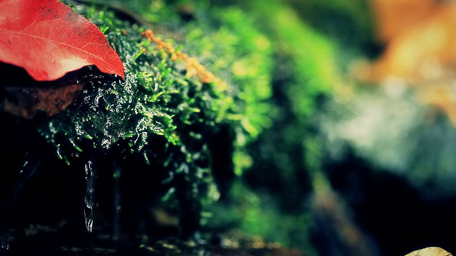 热带雨林视频素材