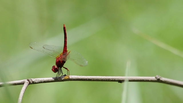 红色的蜻蜓视频素材