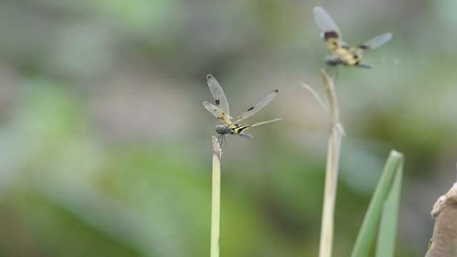 蜻蜓视频素材