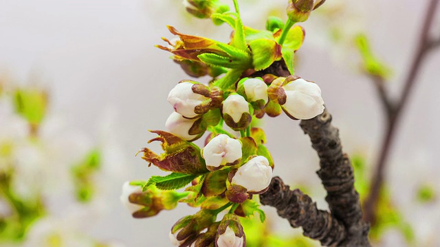 樱花视频素材