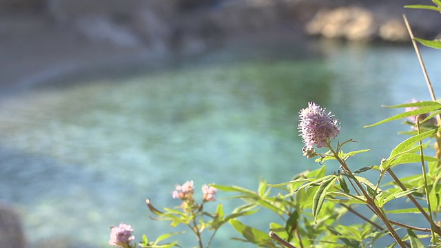 HD多莉:地中海花视频素材