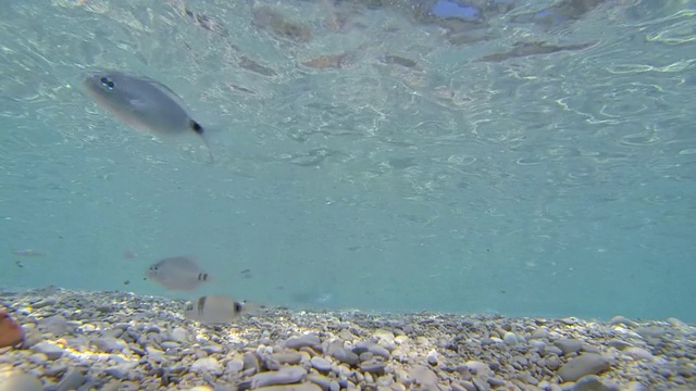 高清慢镜头:人在浅水中游泳视频素材