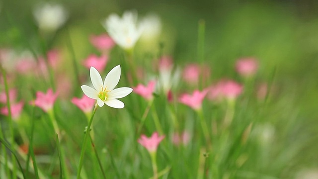 番红花属视频素材