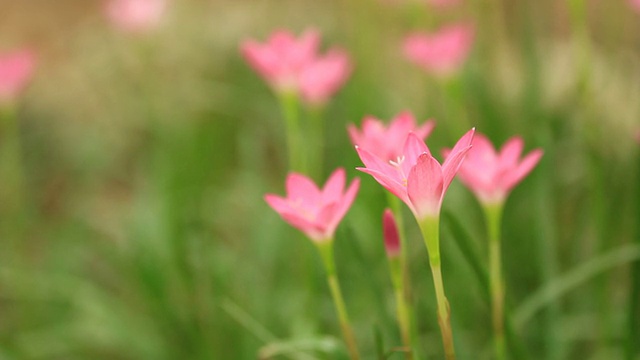 番红花属视频素材