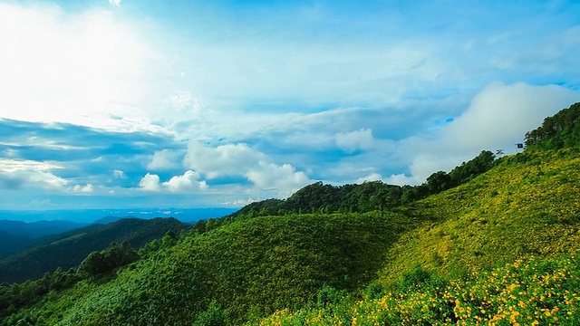 山上的墨西哥向日葵田视频素材