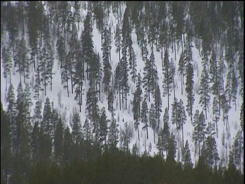 雪覆盖的山坡上的冷杉树缩小到宽阔的视野，尽管在挪威Osterdalen地区的栅栏和厚雪的斜坡上冷杉树视频素材