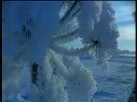 鹤立起白雪覆盖的当归植物，雪山掩映在冰岛视频素材