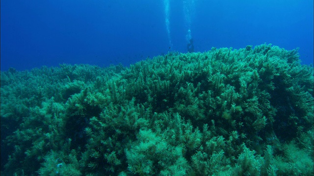 水下呼吸器潜水员在海床上游泳。视频素材