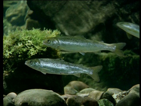 英国怀伊河，两条鲑鱼站在水流中视频素材