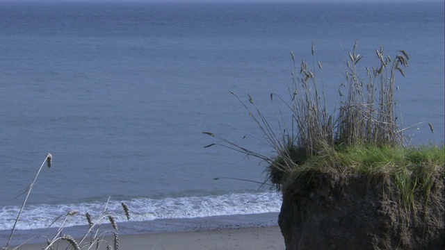 野生植物生长在受侵蚀的北海海滩上的一片土地上。高清。视频素材