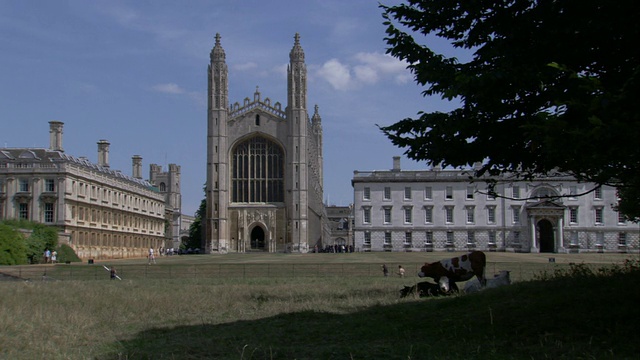 英国剑桥大学国王学院教堂附近，奶牛在树荫下吃草。高清。视频素材