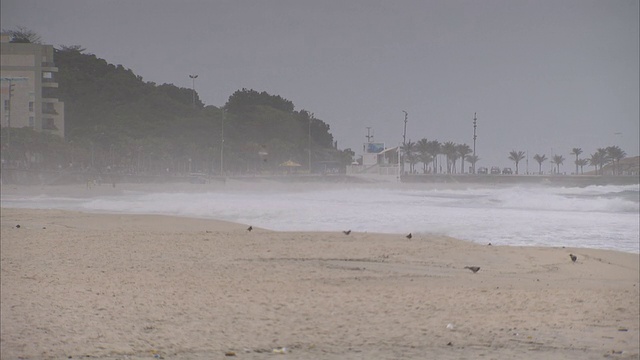 当海浪冲上岸时，鸟儿在海滩上散步。高清。视频素材