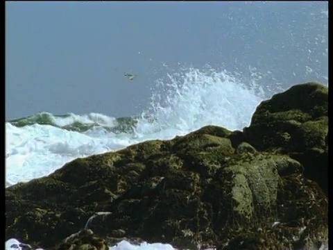 加州海岸，冲浪鸟从岩石上起飞，险些被巨浪击中视频素材