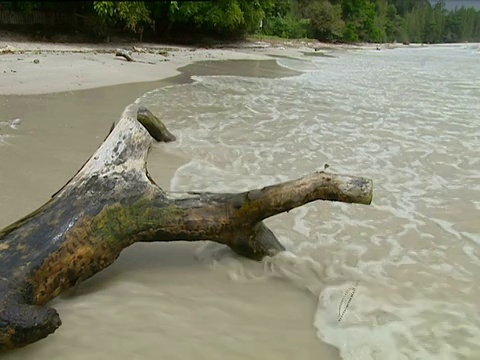 马来西亚沙滩上的树枝，周围是海浪视频素材