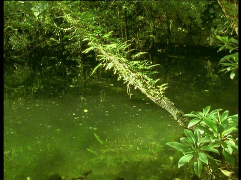 树枝和植物悬挂在亮绿色的池塘上，帕劳视频素材