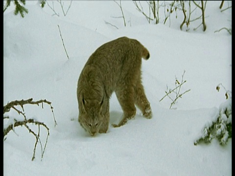 山猫在雪地里徘徊时，爪子会陷下去，然后在嗅雪时视野会更开阔视频素材