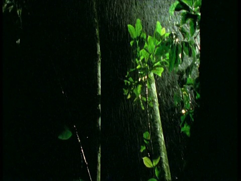 夜晚，树木在狂风暴雨中四处飘动，树枝向相机坠落视频素材