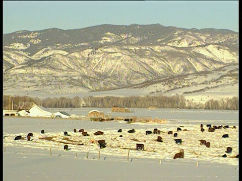 在科罗拉多泉号雪船上，潘正越过雪山，棕色的奶牛在前景中吃草视频素材