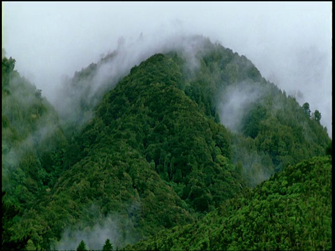 山腰覆盖着热带雨林，周围云雾缭绕视频素材