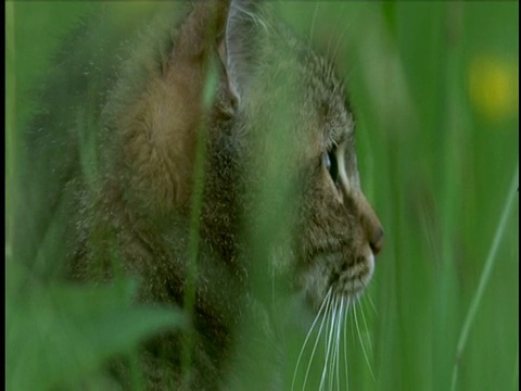 猫坐在长草的草地上，环顾四周。视频素材