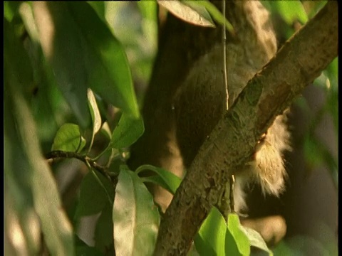 在树枝上的蝗虫，侏儒狨猴靠近并抓住蝗虫，开始吃，然后退出射击视频素材