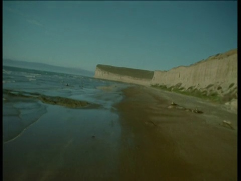 在海滩和海岸上空飞过象海豹和海鸟群视频素材