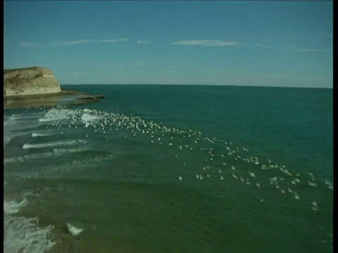 空中飞过沙丘和悬崖，然后飞过一大群海鸟视频素材