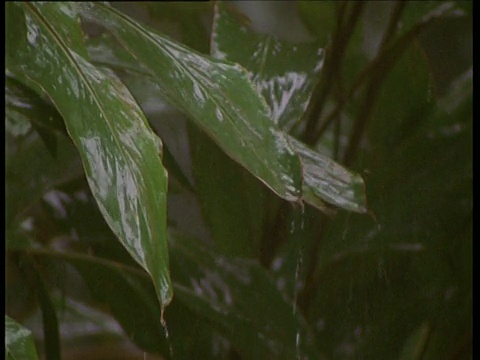 雨中雨中的雨林中的树叶视频素材