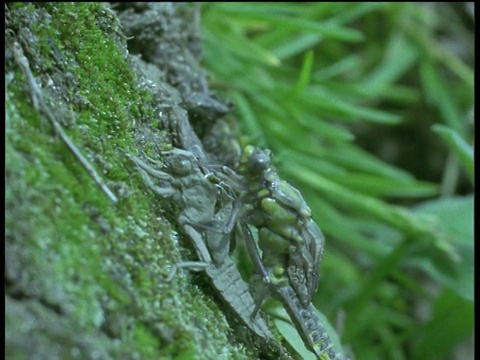 蜻蜓在蛹的状态后从蛹中出现视频素材