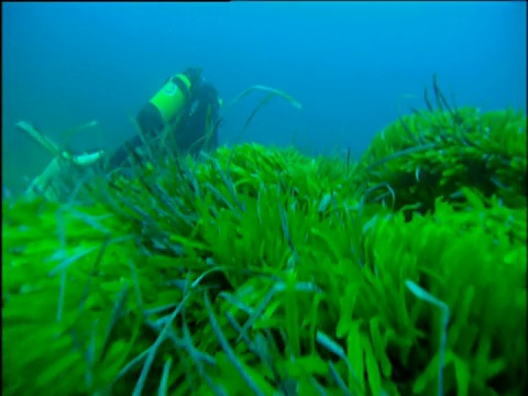 跟踪向前跟随潜水员游泳在波塞多尼亚海草视频素材