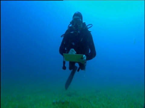 海洋学家穿着潜水衣，在海草丛中游泳，拿着剪报板，朝着照相机前进视频素材