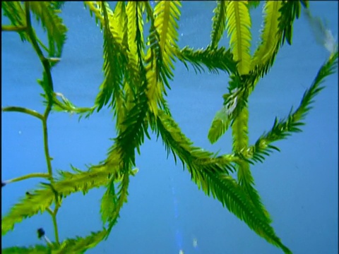 绿色的波塞冬叶子漂浮在明亮的蓝色水面上，阳光透过视频素材