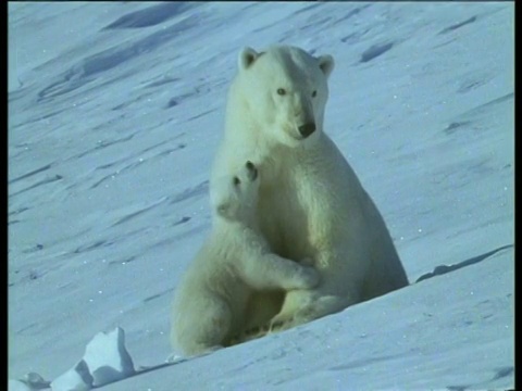 顽皮的北极熊妈妈和幼崽依偎在闪闪发光的雪坡上。幼崽顽皮地咬妈妈视频素材