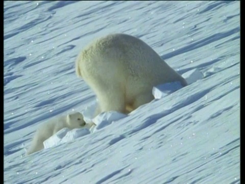 两只北极熊幼崽和妈妈一起爬上雪坡。妈妈把它们带到一个雪洞里，它们爬进去了视频素材