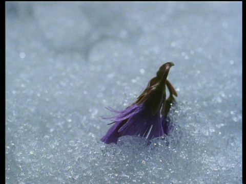 雪融化后露出紫色的雪铃花视频素材