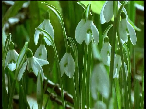 潘正穿过白色的雪花莲花视频素材