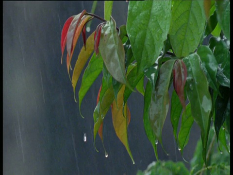 雨落在五颜六色的叶子上视频素材