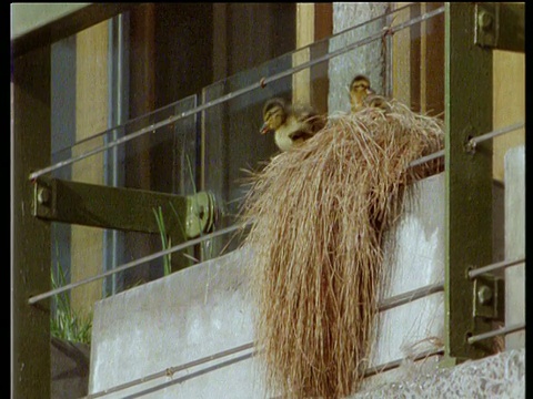 野鸭从阳台上跳下来，掉进了下面的水里视频素材